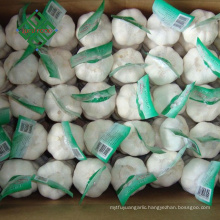 laiwu 5.5 natural fresh pure white garlic price in china